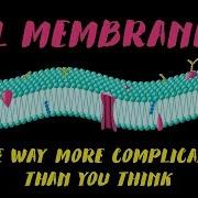 Cell Membranes Are Way More Complicated Than You Think Nazzy Pakpour