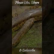 Unknown Fact Of Snakes Shorts Reptiles Snake