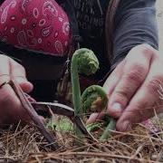 How To Identify Edible Fiddleheads With Lac Courte Oreilles Ojibwe College Extension