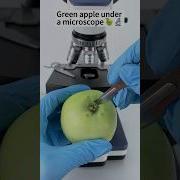 Green Apple A Hidden World Under The Microscope Bacteria Close Up Microscope Science Biology