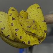 Green Tree Python Feeding Tips And Tricks General Update