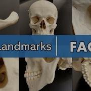 Bony Landmarks Of The Face