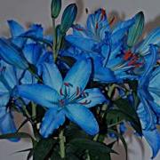 Incredible 20 Days Long Timelapse Showing The Life And Death Of A Bouquet Of Lilies