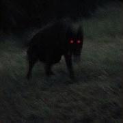 PREDATOR Slowed