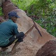 Strange Process Of Making Eating Palm Trees