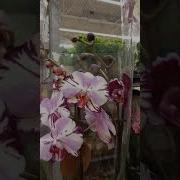 Орхидея химера два в одном Magic Art Каменная роза орхидеи Orchid фаленопсис обзор Plant