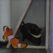 ORA Blood Orange Clownfish Spawning