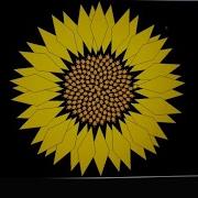 How To Make Sunflower Using Python Turtle