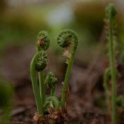 Fiddlehead Fern In Alaska How To Find Harvest Prepare