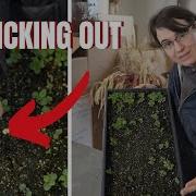 Snapdragon Seedlings The EASY Way
