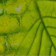 How Does Photosynthesis Look Like