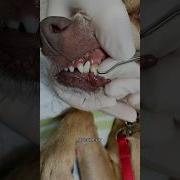 How Cleaning Your Dog S Teeth Could SAVE Its LIFE