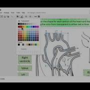 Circulatory System Google Drive Preview