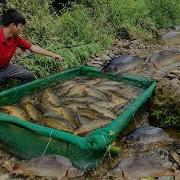 Lam Used Bamboo And Green Mesh To Make A Fish Trap In The Stream And Caught A Lot Of Fish