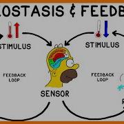 Homeostasis And Negative Feedback Loops