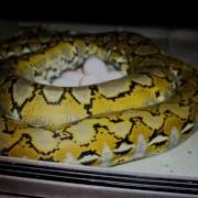 Platinum Reticulated Python Laying Eggs