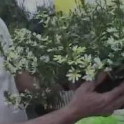 Spring Trials Westhoff Flowers