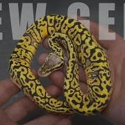 Top 5 NEW Ball Python Genes To Invest In RIGHT NOW