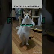 Best Things In School Relatable Cat Cute Viral Shorts Trending Funny