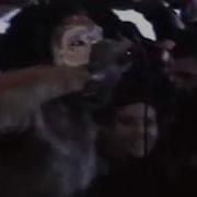 Ho99o9 Horror Live At The Church Of Fun Los Angeles