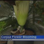 People Line Up To Discover Why Corpse Flower Is Causing A Big Stink