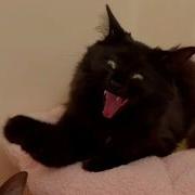 Cats Being Weird