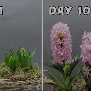 The Flowering Of Hyacinth 10 Days Timelapse