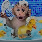 Monkey Baby Bon Bon Eats Jelly In The Pool With Duckling And Goes To The Farm With Puppy