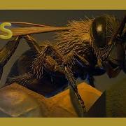 Buggin Out Weird But True S1 E9 Full Episode Natgeokids