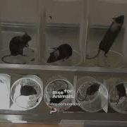 Inside An Animal Research Laboratory UCSF Itch Pain Processing Experiment On Mice