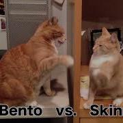 Keyboard Cat Sparring Bento Vs Skinny