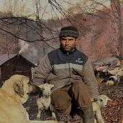 BOLU DAĞLARINDA ÇOBAN İSA NIN YALNIZ YAŞAMINA 1 GÜNLÜĞÜNE EŞLİK ETTİM