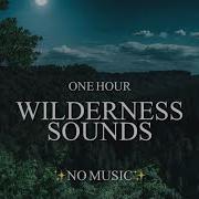 1 Hour Eerie Sounds Of The Wilderness Wolf Elk Loon Call With Other Mysterious Creatures
