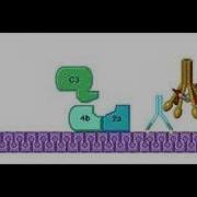 Classical Pathway Complement System