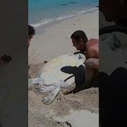 Sea Turtle Stuck On Remote Beach