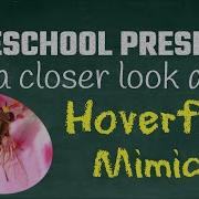 Hover Flies And Animal Mimicry FreeSchool Presents A Closer Look At Hoverfly Mimicry