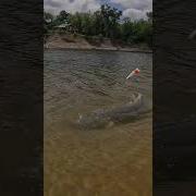 Does BIG Bait EQUAL Big FISH Find Out Personal BEST