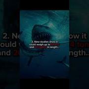 Scary Facts About Megalodon
