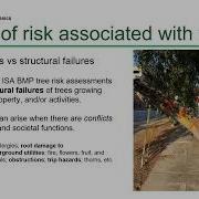 Tree Risk Assessment Standards Best Practices And Advanced Techniques