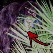 Top 10 Terrifying Cryptids Discovered In The Woods