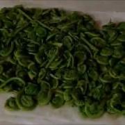 Identifying Harvesting And Processing Fiddleheads