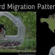 A Neat Map For Viewing Bird Migration Patterns