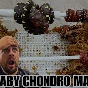INSANE Baby Green Tree Pythons Just Hatching Out With MJ Of The Trap