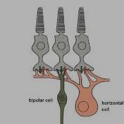 4 1 Center Surround Receptive Field