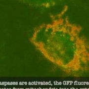 Cells Undergoing Cell Death By Apoptosis