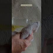 How To Remove Tar Sap And Smegma From Your Horse