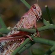 Рой саранчи ПОЖИРАЕТ всё на своём пути Планета Земля BBC Earth