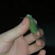 Green Cicada Scream