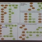 Introduction To Biological Network Analysis IV Network Alignment And Querying
