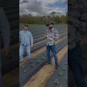 Советы по выращиванию клубники с TheShilohFarm
